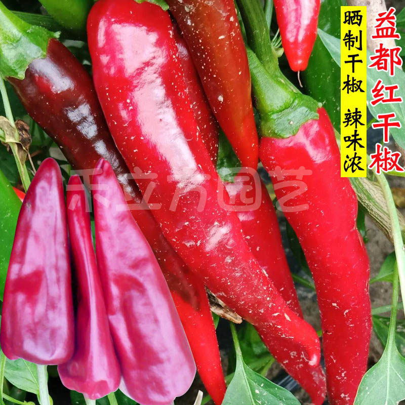益都红干椒种子春季秋季牛角椒种籽尖辣椒籽庭院阳台盆栽蔬菜种孑
