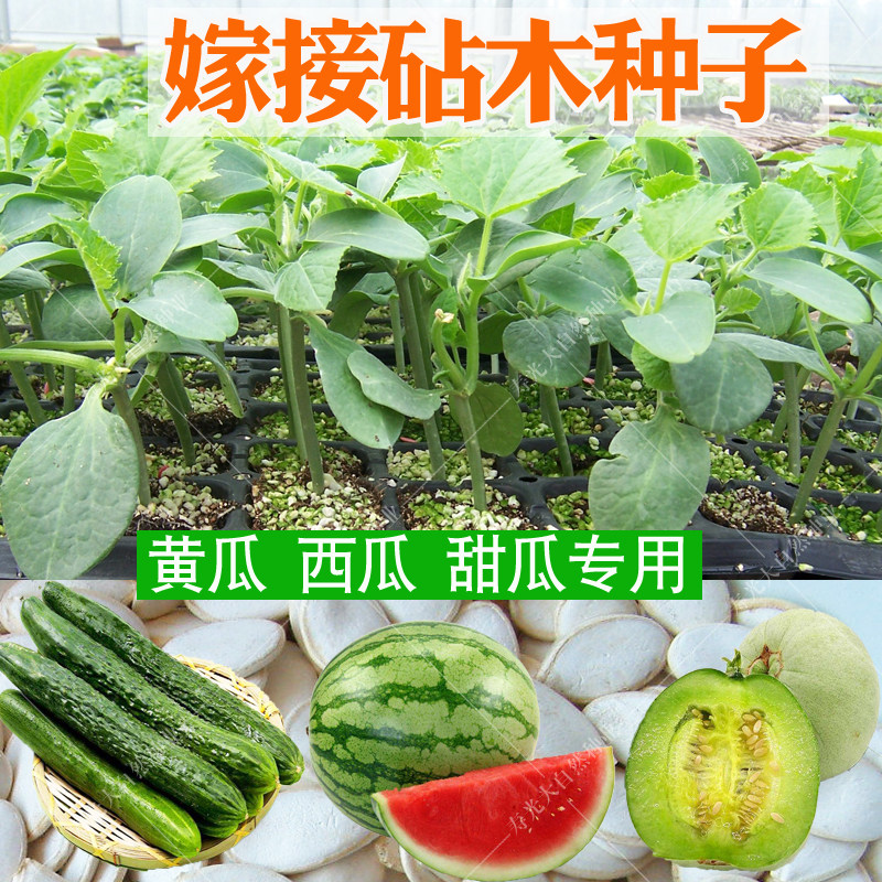 日本雪松砧木嫁接苗专用西瓜 甜瓜黄瓜砧木 夏季白籽南瓜种子包邮