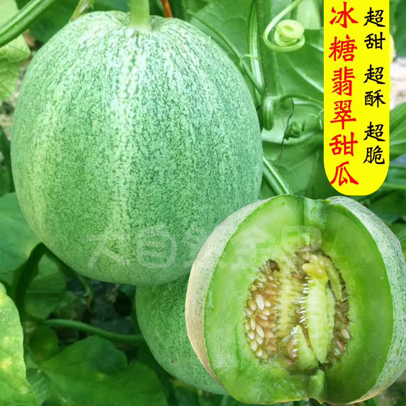 冰翡翠甜瓜种子超甜绿皮绿肉香瓜种籽春秋季大棚庭院盆栽水果种孑
