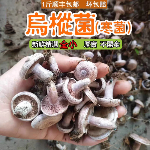 新鲜现货野生乌枞菌松树菇三九菇