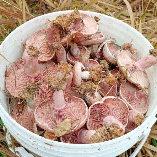 新鲜现货野生乌枞菌松树菇三九菇