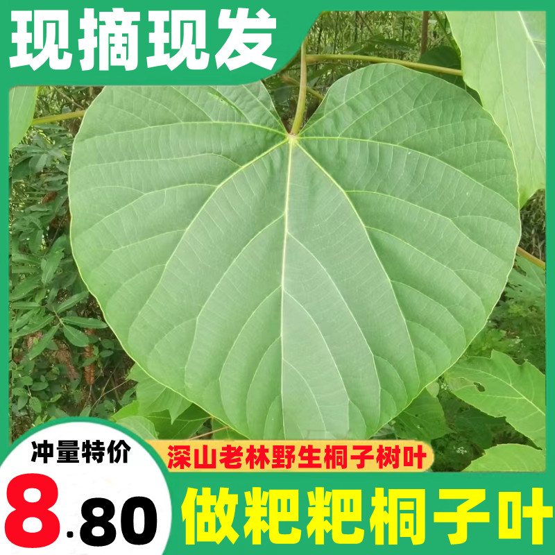 新鲜现摘野生桐子叶蒸粑油桐树粑叶桐子树苗天然包粑粑桐子树叶