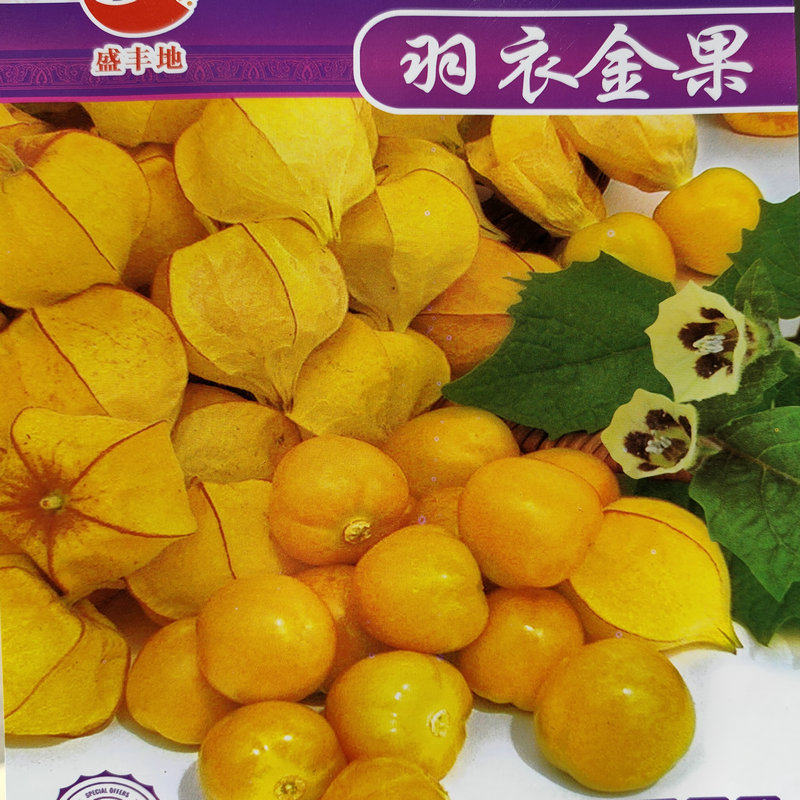 羽衣金果粒粒甜小黄姑娘果种子春夏秋四季水果籽阳台盆栽大田野果
