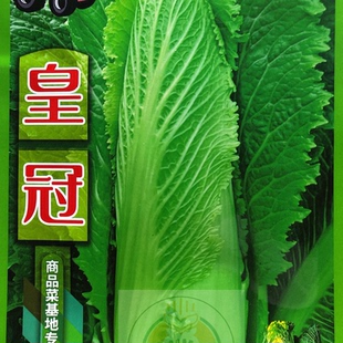 老品种非转基因千年古菜大白菜种子玉田包尖大白菜种子大白菜5克