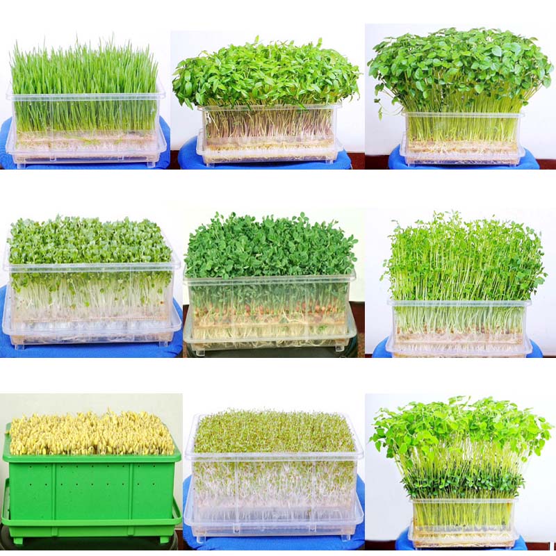 芽苗菜种子豆芽菜 无土栽培蔬菜小麦草麻豌豆空心菜秋葵松柳种子