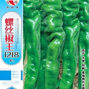 春秋季早熟小叶螺丝椒王种子高产超辣大果陇椒菜园蔬菜青辣椒种籽