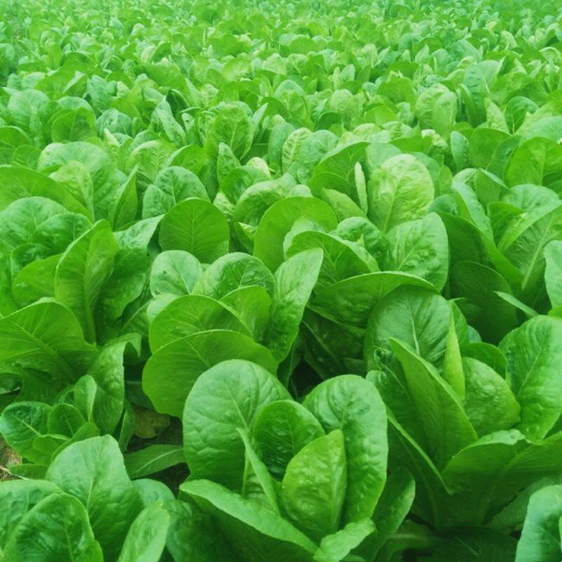 国外引进德兰养颜菜种子速生菜特色菜生食沙拉四季阳台盆栽蔬菜籽