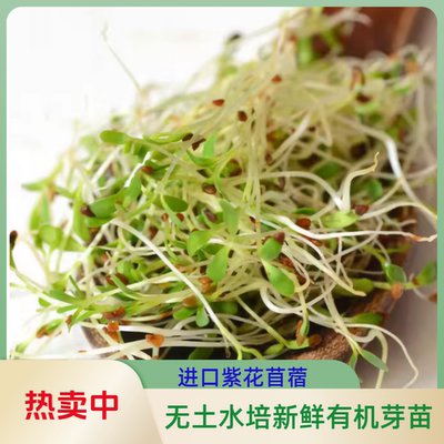进口紫花苜蓿芽苗菜种子四季无土