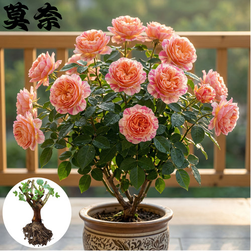 克劳德 莫奈 大花浓香条纹月季花苗盆栽灌木玫瑰花卉阳台庭院植物