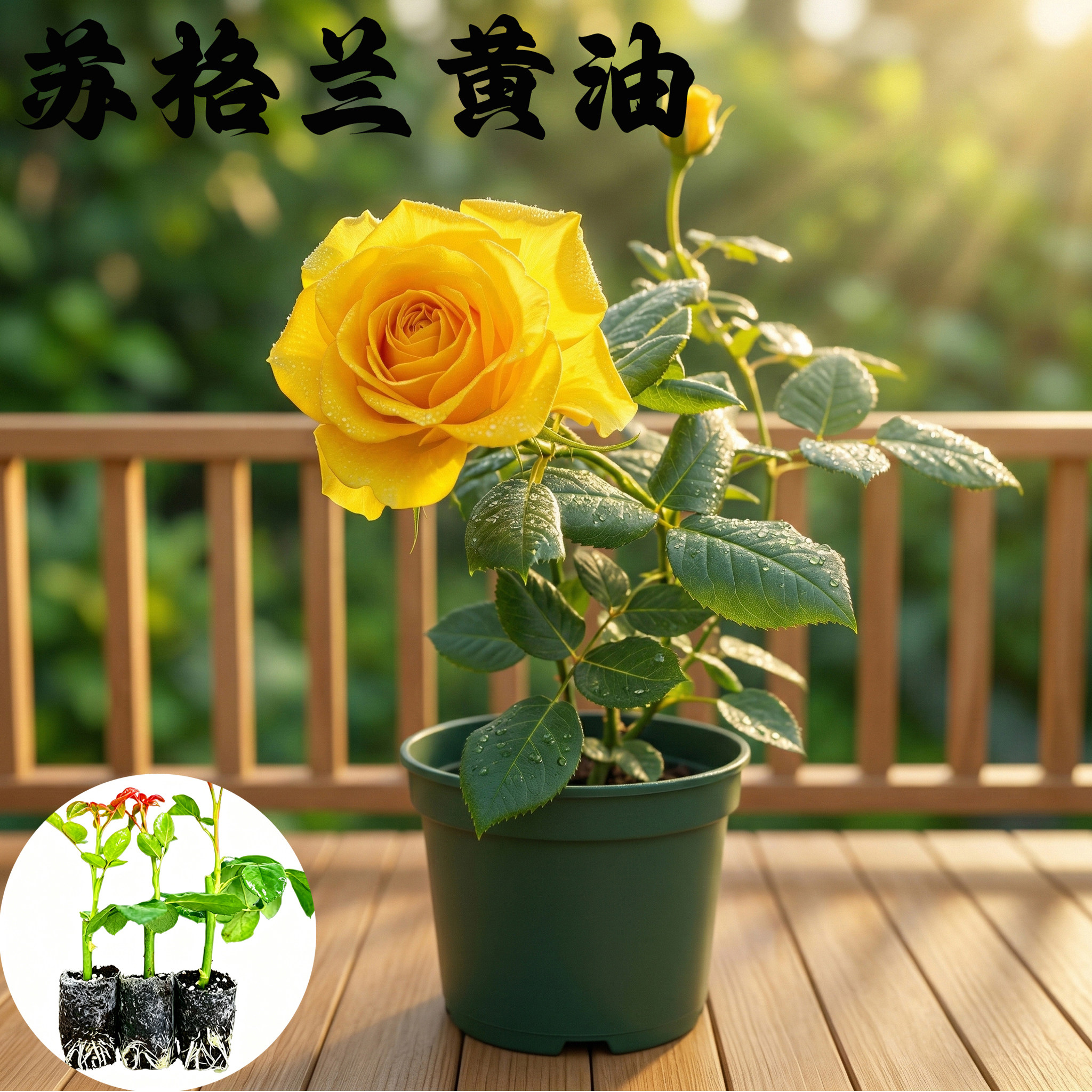 苏格兰黄油月季花苗小苗大花浓香品种月季苗阳台庭院绿植盆栽花卉