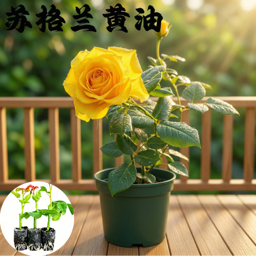 苏格兰黄油月季花苗小苗大花浓香品种月季苗阳台庭院绿植盆栽花卉