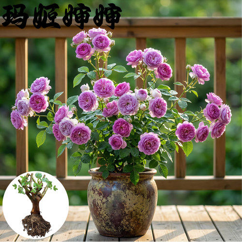 微月 玛姬婶婶 月季花苗浓香多头勤花微型月季玫瑰麻吉 庭院阳台