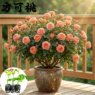 方可桃月季花苗小苗大花浓香品种月季苗阳台庭院绿植盆栽花园花卉