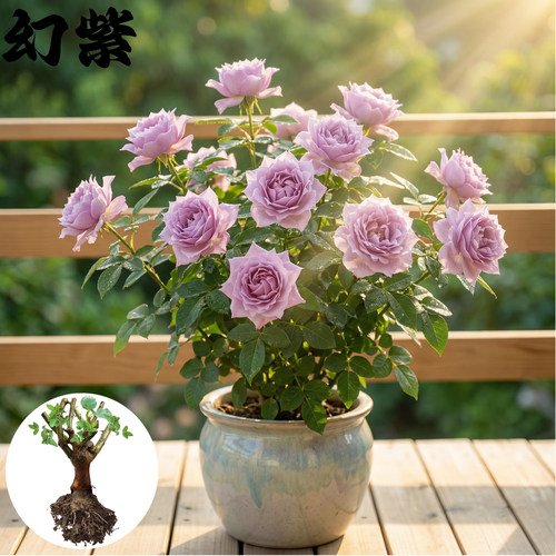 幻紫月季花苗大花淡香美人尖丰花耐热抗病强花量超多阳台庭院盆栽