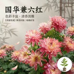 国华大菊花苗菊花兼六红花苗独本菊花苗鹅毛粉黛国华圣者花苗包邮