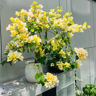 （苏瓦娜）三角梅小苗橙色不带花盆栽大苗重瓣室内阳台庭院树苗