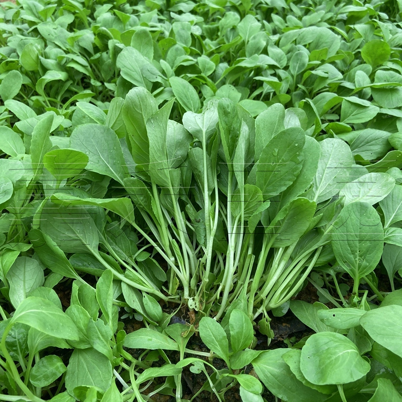 鸡毛菜种子蔬菜种籽四季小白菜青菜上海青菜种籽阳台盆栽菜籽种孑