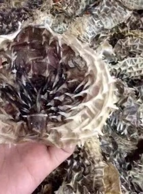 一斤包邮阳江沙扒月亮湾小号船晒深海刺龟皮海刺猬鱼海味海胆肉干