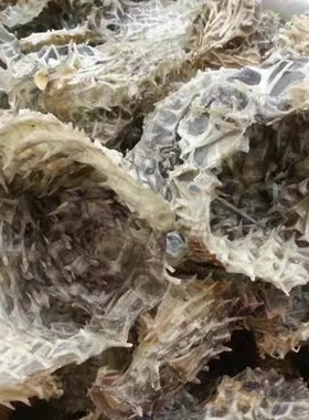 99元一斤包邮阳江沙扒月亮湾深海野生渔船晒小号刺龟皮海胆刺干货