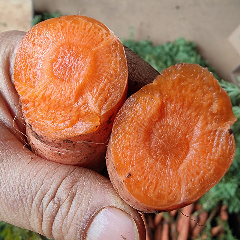 云南沙地胡萝卜新鲜土红萝卜水果蔬菜带泥带叶子生吃机器榨汁甜脆,水产肉类/新鲜蔬果/熟食,萝卜/胡萝卜,淘宝优惠券,粉丝福利购,淘宝优惠卷