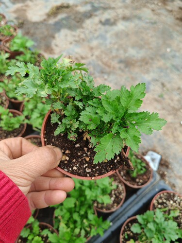 新鲜菊花脑菊花叶菊花头菊花涝盆栽带盆发货可食用耐阴植物