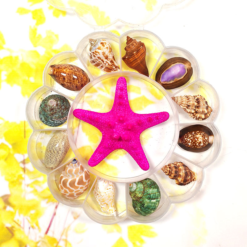 海螺贝壳海星标本礼盒收纳盒儿童礼物玩具鱼缸造景学习科普教材品
