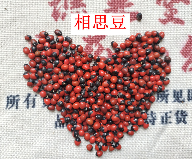 鸡母珠树子 海红豆美人豆相思豆 孔雀豆 相思子 鄂西红豆种子