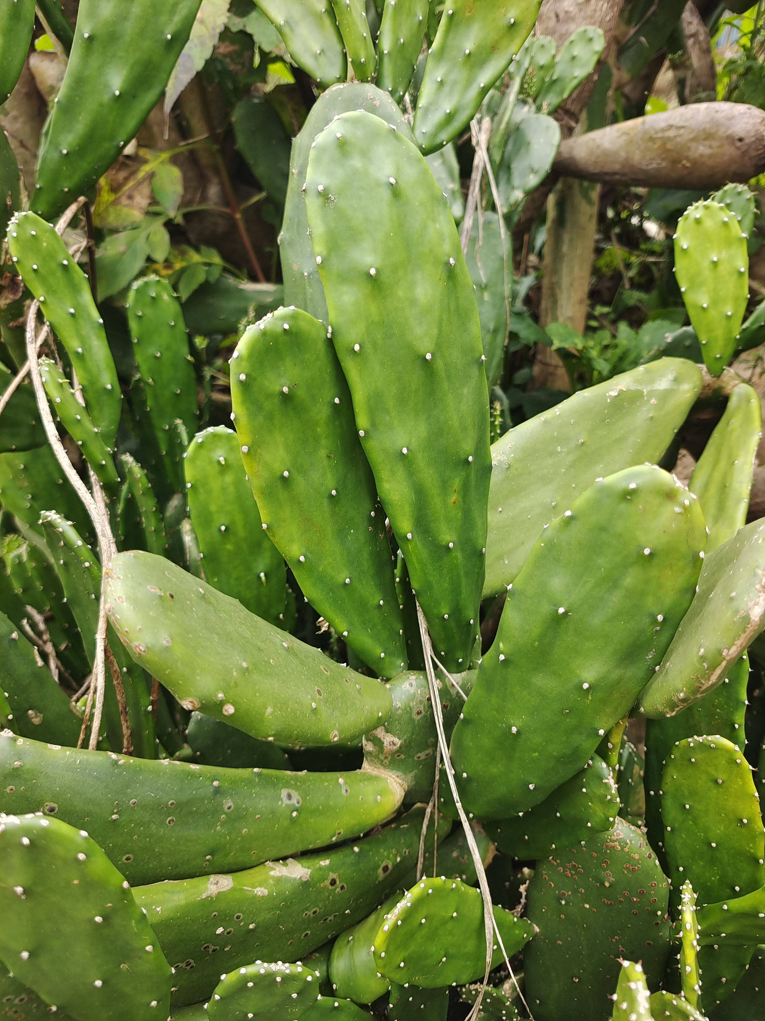 多肉植物仙人掌,胭脂仙人掌,扦插片,小片15厘米一下,5片包邮
