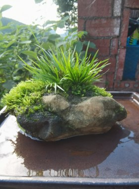 附石菖蒲盆景苔藓微景观茶道盆栽水陆缸水培办公室内绿植物不含盆