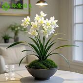 瑶池仙子兰花苗建兰浓香型名贵盆栽花卉植物兰草国兰室内客厅好养