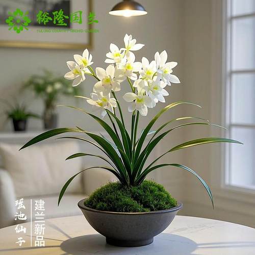 瑶池仙子兰花苗建兰浓香型