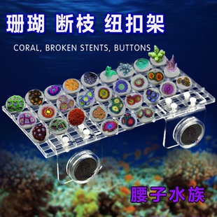 SPS纽扣断枝架可自由改变尺寸海缸饲养珊瑚暂存检疫珊瑚平台