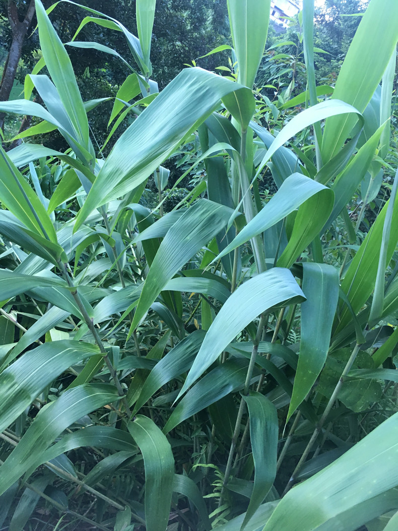 广西新鲜现摘粽叶野生粽子叶农家芒叶包粽子叶粽叶芦100片送绳子