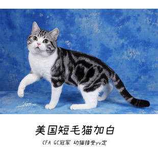 CFA赛猫GC冠军 起司猫种公 美国短毛猫加白 幼猫预定 种猫展示
