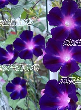 日系朝颜  紫色切关 牵牛花 春夏播 花种 喇叭花 爬藤垂吊 阳台