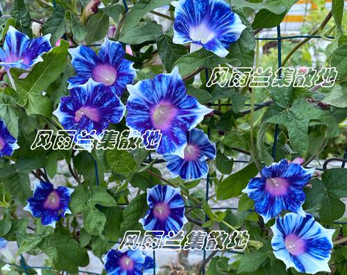 日系朝颜重瓣牵牛花阳台