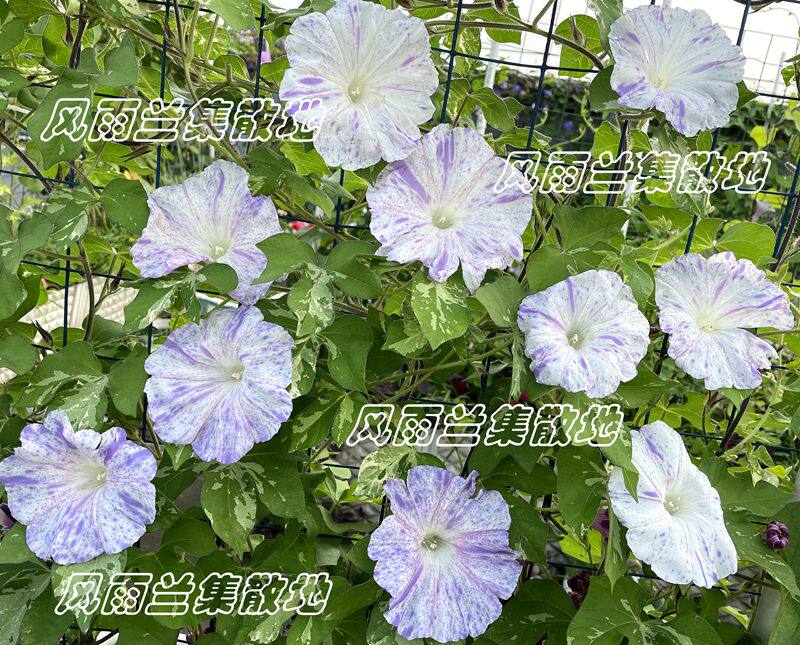 日系朝颜 重瓣牵牛花 春夏播 花种 喇叭花 爬藤垂吊 阳台