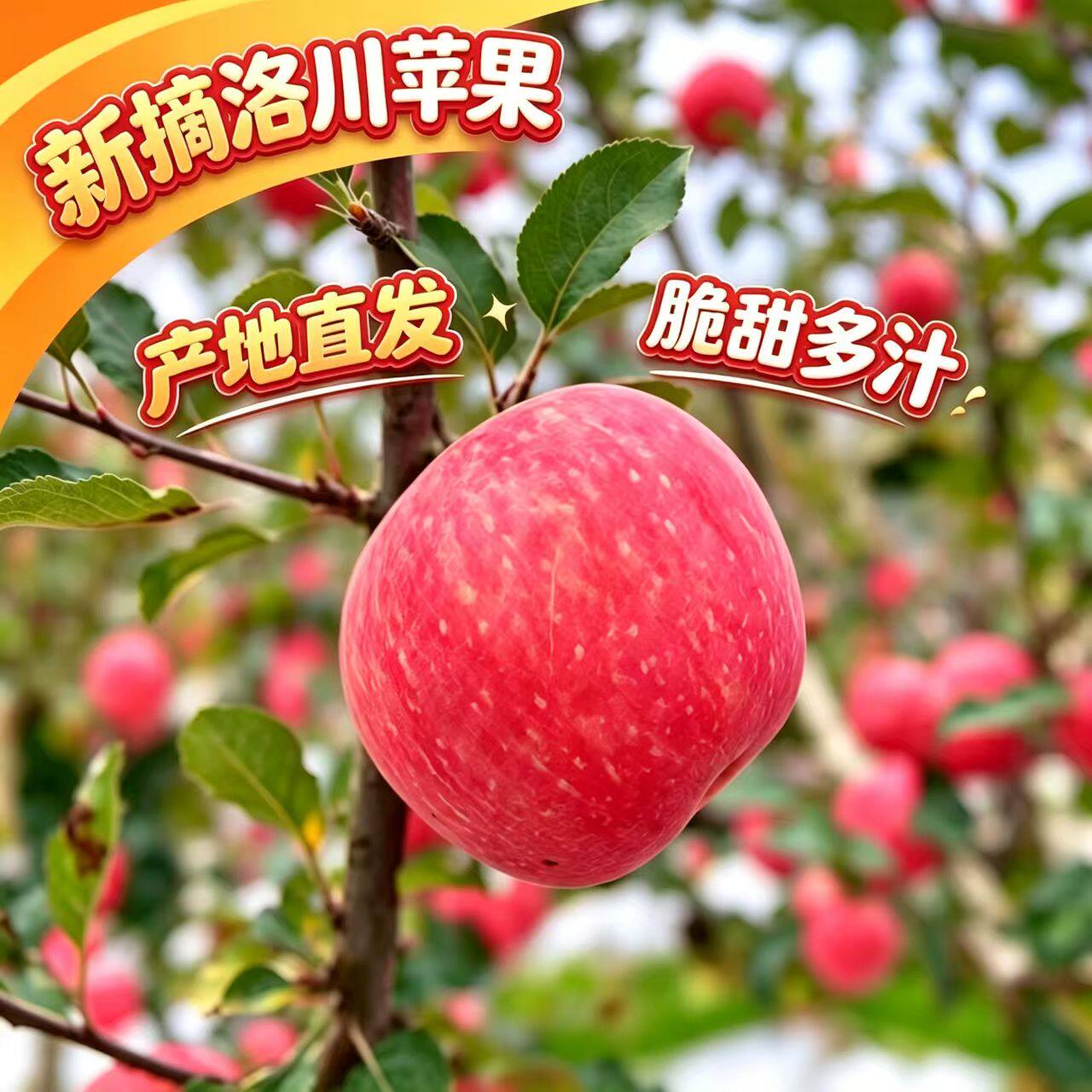 真洛川苹果I不满意包退I脆甜多汁