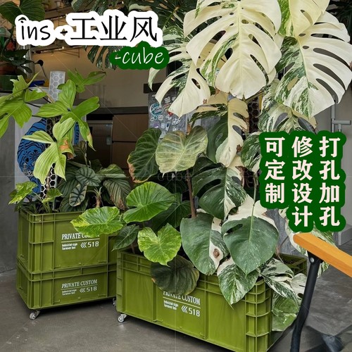 荷兰原种进口白锦热植花盆