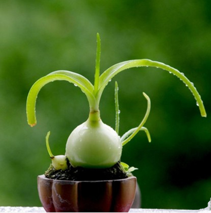 虎眼万年青盆栽多肉又名四季