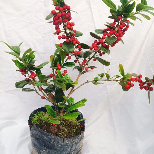 无刺枸骨球枸骨树苗庭院四季常青植物北方耐寒金玉满堂红鸿运果苗