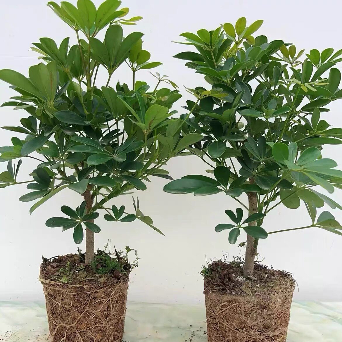 鸭脚木盆栽绿植客厅大型鸭掌木花卉室内七叶莲鹅掌柴植物四季常青