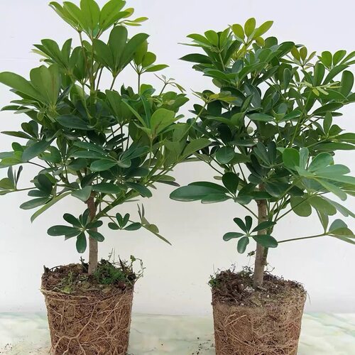 鸭脚木盆栽绿植客厅大型鸭掌木花卉室内七叶莲鹅掌柴植物四季常青