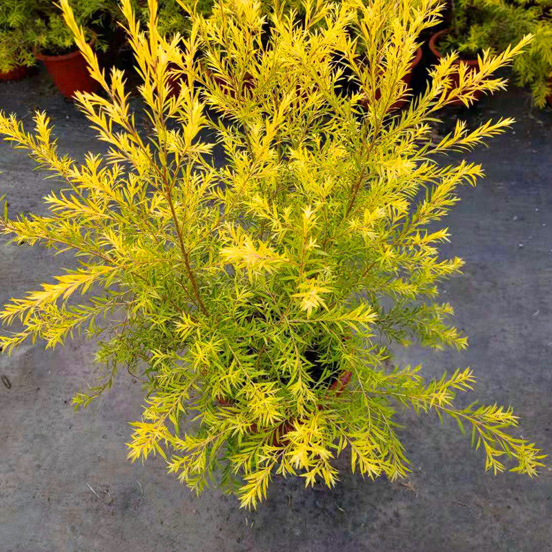 黄金香柳植物花苗 室外庭院阳台植物 千层金盆栽四季常青易活好养