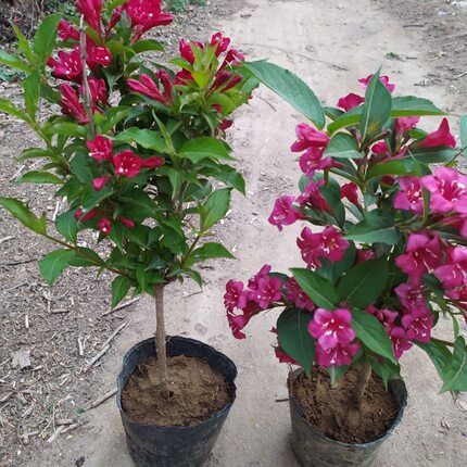 五彩锦带花树苗盆栽地栽四季耐寒耐旱红王子锦带花锦带花树苗好养