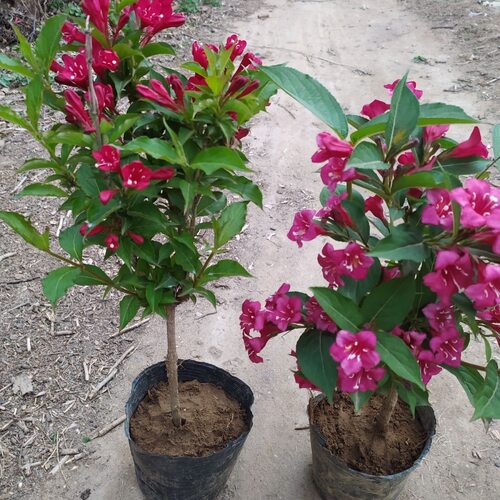 五彩锦带花树苗盆栽地栽四季耐寒耐旱红王子锦带花锦带花树苗好养