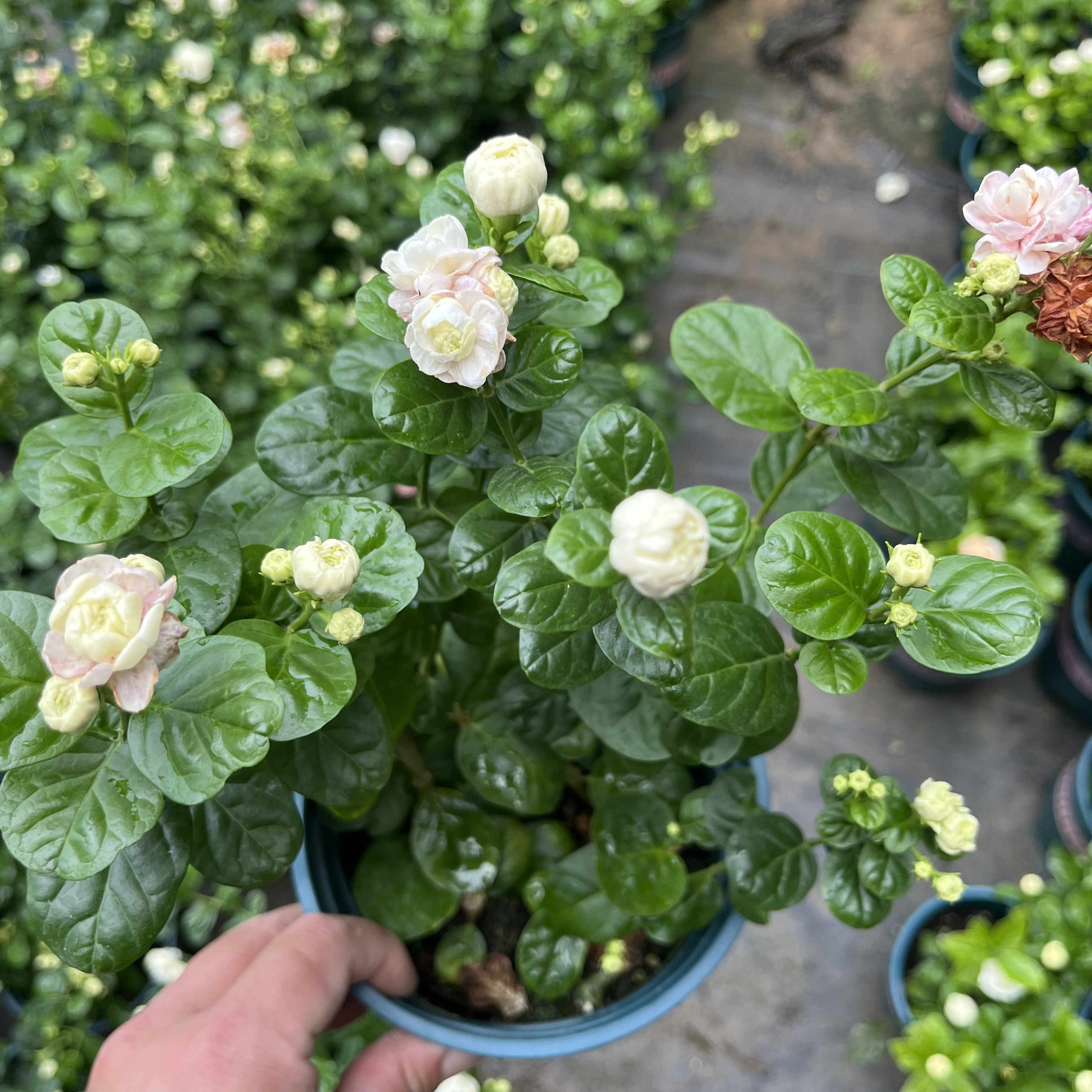 正宗宝珠茉莉圆叶茉莉花苗阳台庭院盆栽常绿花卉植物芳香四溢好养图片