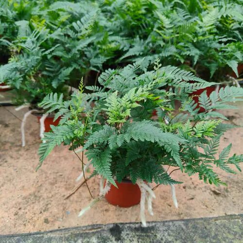 水陆缸植物造景迷你狼尾蕨雨林缸蕨类绿植茶室办公书房喜阴小盆栽