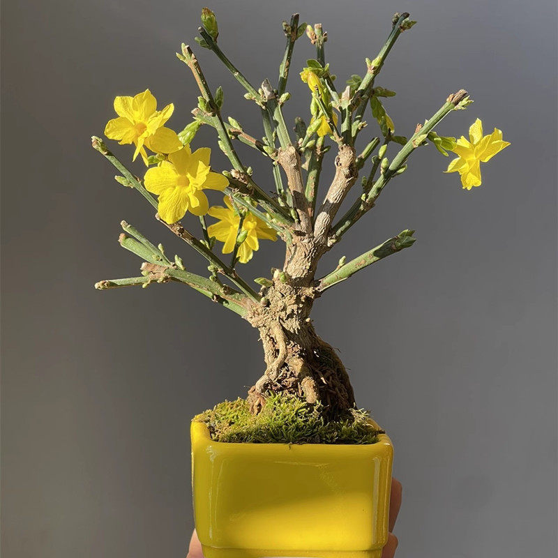 重瓣迎春花盆景提根老桩三台迎春虎蹄迎春花高档造型盆栽易活好养,鲜花速递/花卉仿真/绿植园艺,造型盆景,淘宝优惠券,粉丝福利购,淘宝优惠卷