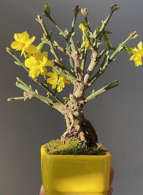 重瓣迎春花盆景提根老桩三台迎春虎蹄迎春花高档造型盆栽易活好养